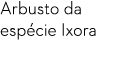 Arbusto da esp cie Ixora 
