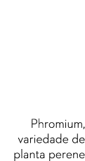  Phromium  variedade de planta perene