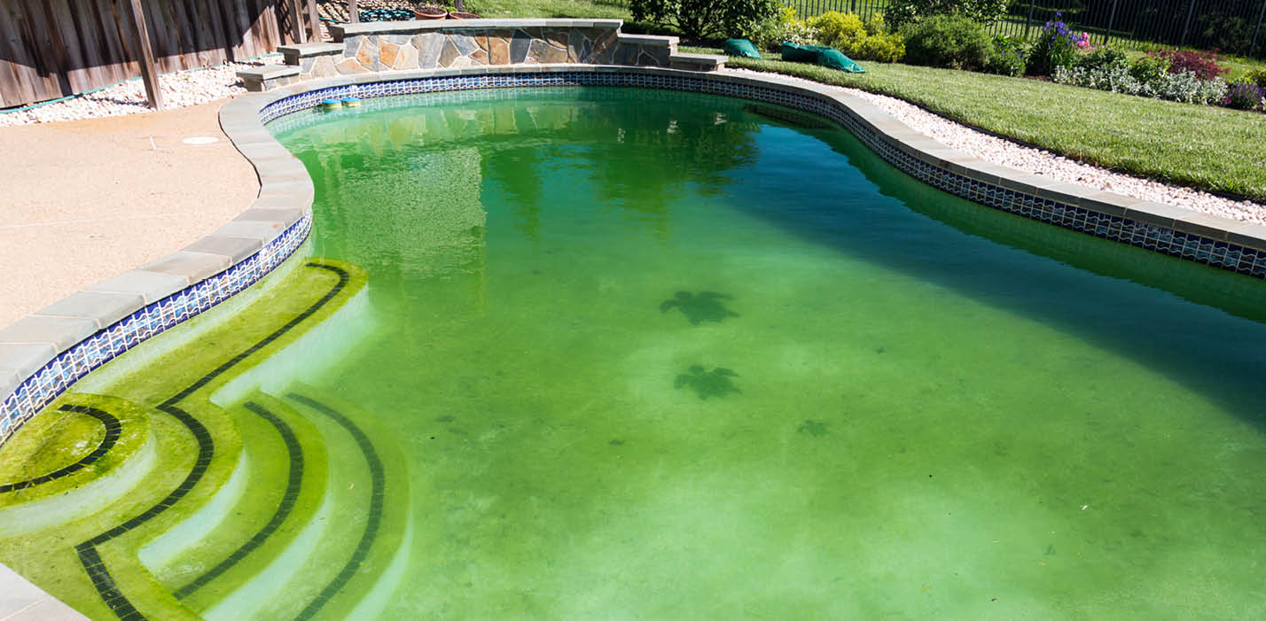 Back yard swimming pool behind modern single family home at pool opening with green stagnant algae filled water before cleaning
