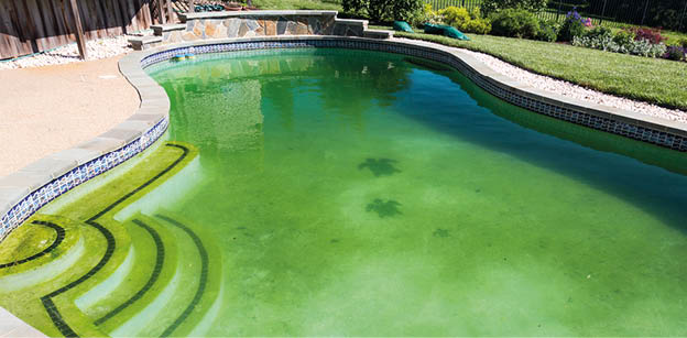 Back yard swimming pool behind modern single family home at pool opening with green stagnant algae filled water before cleaning
